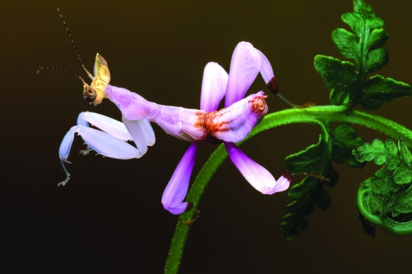 Bọ Ngựa Phong Lan (Hymenopus coronatus)
