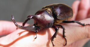 Bọ cánh cứng Kabuto