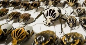 Bọ cánh cứng là gì và nguồn gốc sinh học của bộ Coleoptera