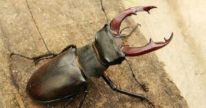 Bọ cánh cứng stag beetle``