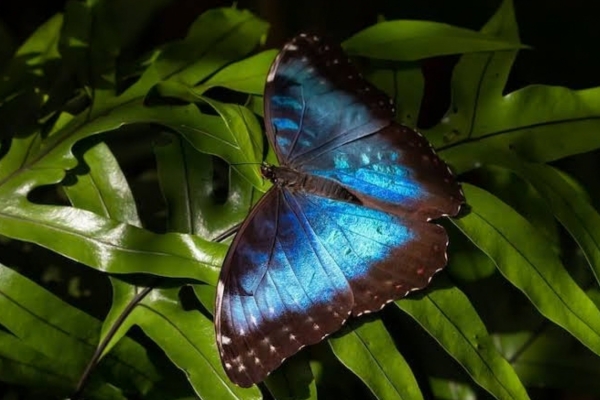 Bướm Morpho Lam (Morpho peleides)