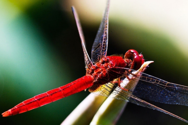 Chuồn Chuồn Cánh Đỏ (Neurothemis fluctuans)