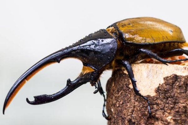 Bọ Cánh Cứng Hercules (Dynastes hercules)
