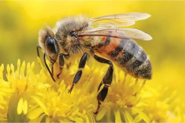 Ong Mật Châu Âu (Apis mellifera)