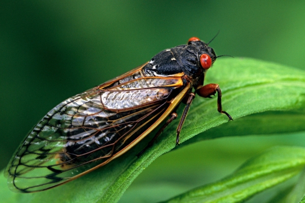 Ve Sầu Định Kỳ (Magicicada septendecim)